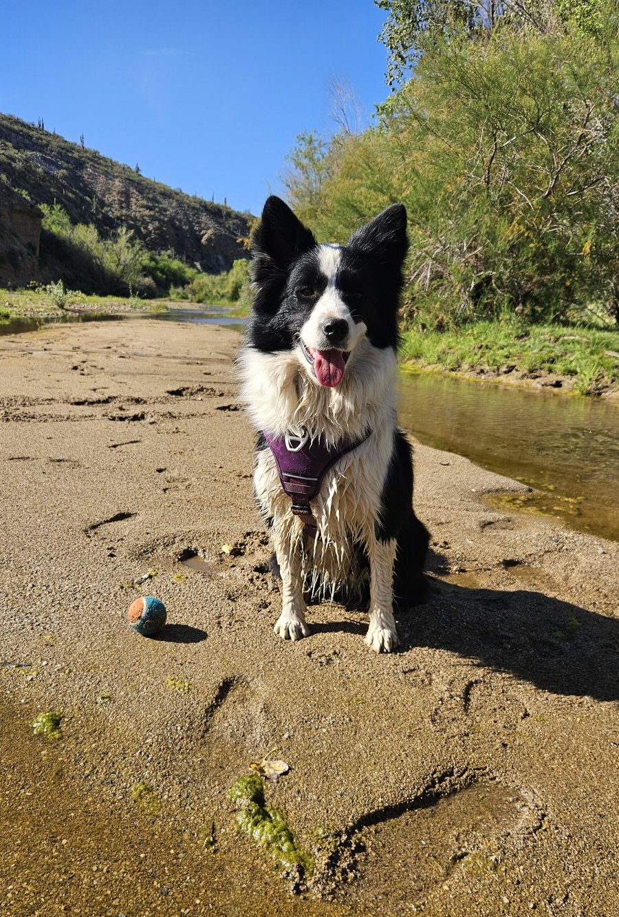 K9 Pearl, a Border Collie area-search dog