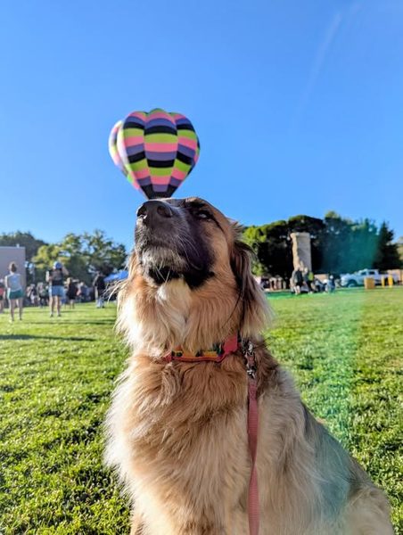 K9 SAR team at the Albuquerque Balloon Fiesta