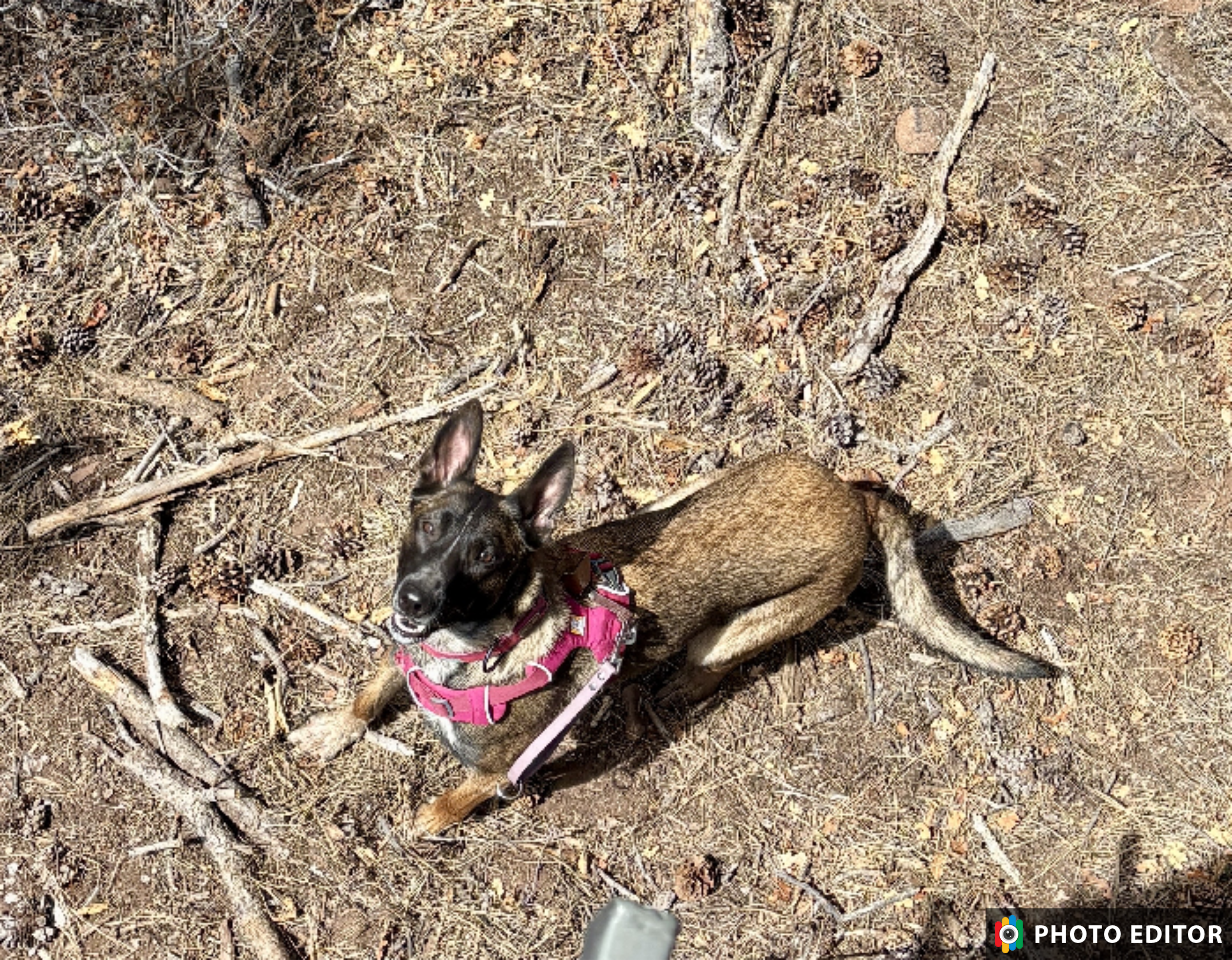 K9 Electron working a high hide during a training search