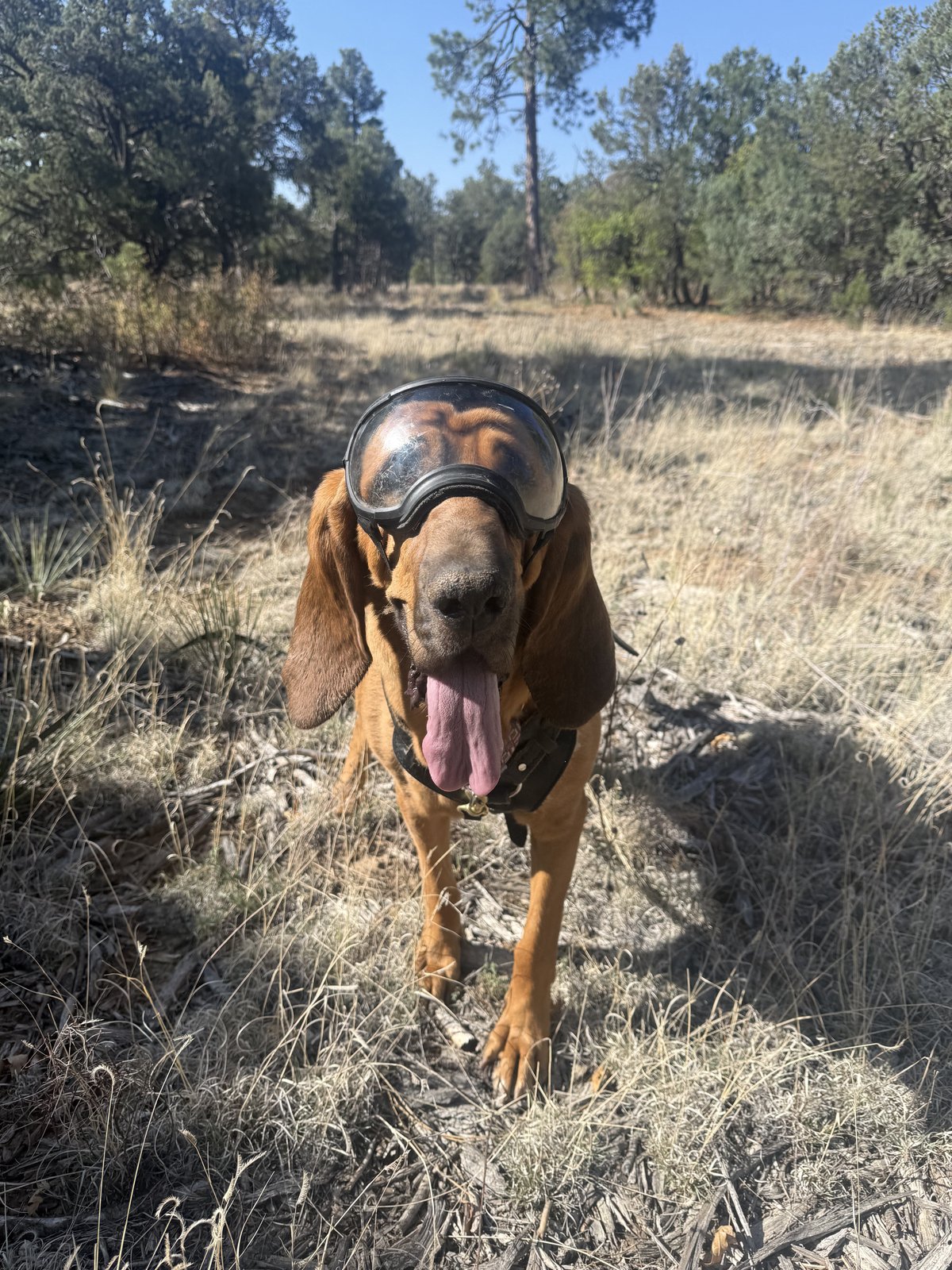 K9 Jolene, a bloodhound trained for trailing missing persons in New Mexico