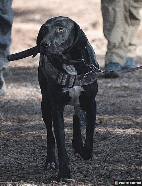 K9 Cooper, a Mixed Breed Hound trailing dog