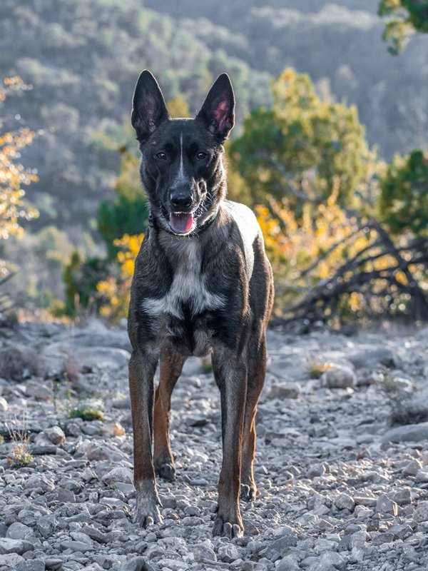 K9 Electron, a Belgian Malinois in training