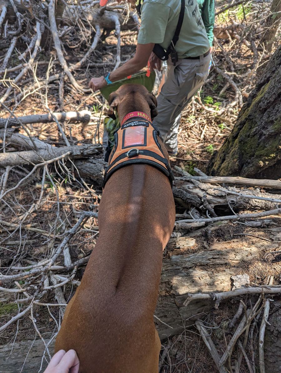K9 Hatch, a Rhodesian Ridgeback trailing dog