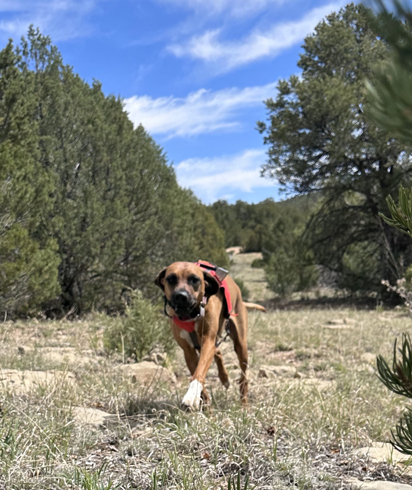 K9 Hope, a Rhodesian Ridgeback area-search dog