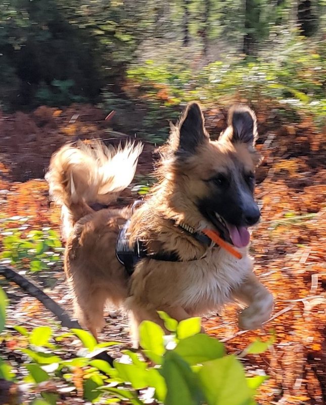 K9 Padfoot, a Border Collie mix area-search dog