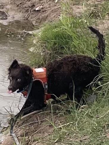 K9 Romo, an Australian Shepherd area-search dog