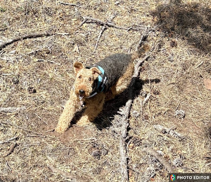 K9 Stella, an Airedale Terrier area-search dog