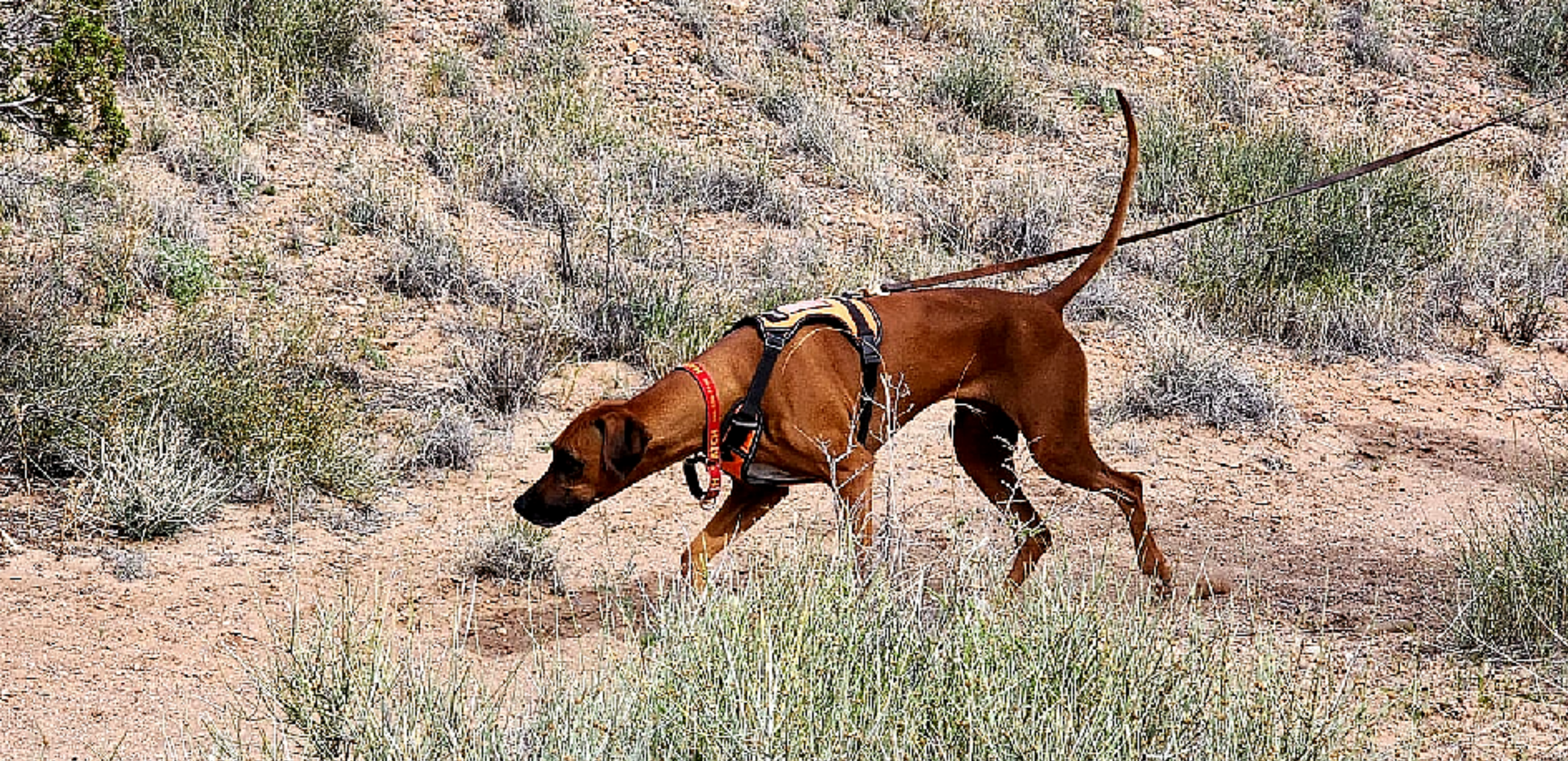 K9 Hatch at full stretch on the trail